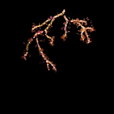 Blossom LED Chandelier