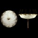 Scudo Saraceno Plain Suspension - Brass / Ivory Plain Scudo Saraceno Plain Suspension - Brass / Ivory Plain