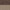 Dark Oak / Logan Flint