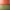 Poke Orange / Sage Green