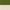 Olive / Ivory