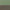Green / Grey Boucle