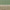Green / Hazelnut Texture