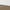 White / Champagne color