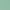 Eucalyptus