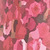 Pink Hydrangea