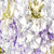 Transparent Multi Lavender