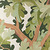 Woodland Green