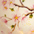 Peach Blossom