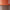 Poke Orange / Mocha