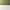 Sage Green / Milk White
