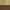 Brushed Brass / Walnut