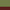 Reed Green / Reed Green / Oxide Red
