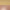 Brushed Gold / Copper