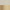 China White / Soft Brass
