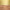 Burnished Brass / Blonde Rattan