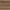 American Walnut