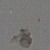 Gray Travertine
