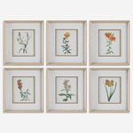 Classic Botanicals Framed Prints, Set of 6 - Whitewash / Muted Color Tones