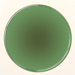 Caramel Wall Light - Black / Green