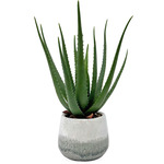 Veranda Aloe Accent Plant - White / Blue / Grey / Green
