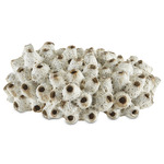 Sulawasi Shells - Antique White