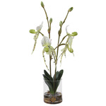 Lady Slipper Orchid In Glass Vase - Green/White / Clear