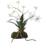 Clovis Orchid Drop In - Green / White
