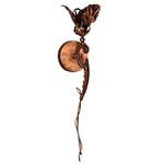 Flora Wall Sconce - Antique Brass