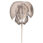 Mimi Wall Sconce - Clear / Silvering