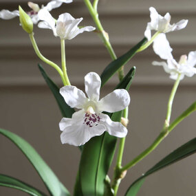 Clovis Orchid Drop In