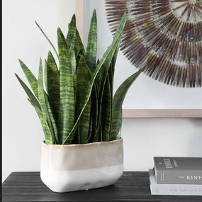 Sansera Snake Accent Plant