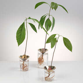 Floating Forest Cone