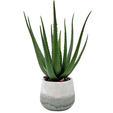 Veranda Aloe Accent Plant