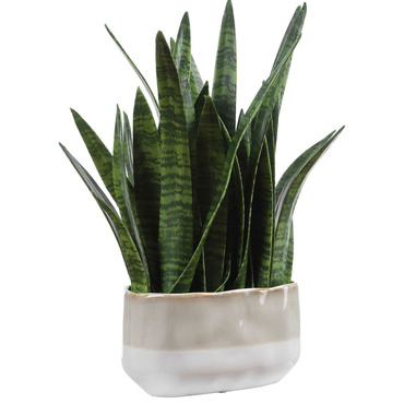 Sansera Snake Accent Plant