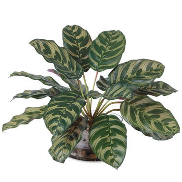 Peacock Plant Accent | Uttermost at Lightology Peacock Plant Accent