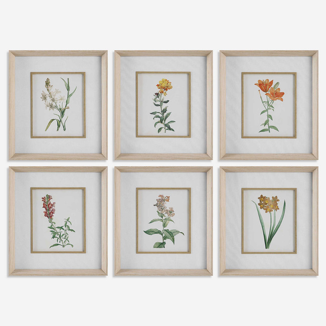 Classic Botanicals Framed Prints, Set of 6 by Uttermost